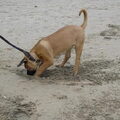 Boerboel