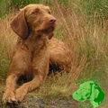 Vizsla (Hongaarse staande hond)