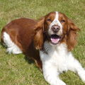 Welsh Springer Spaniel
