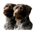 Duitse Staande Hond, Draadhaar