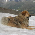 Tibetaanse Mastiff