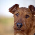 Ierse Terrier