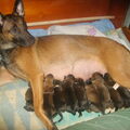 Mechelse Herder