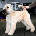 Irish Softcoated Wheaten Terriër