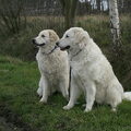 Kuvasz