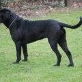Cane Corso Italiano