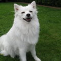 Keeshond, Middenslag