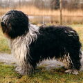 Schapendoes