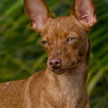 Dwergpinscher