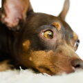 Dwergpinscher