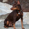 Dwergpinscher