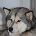 Alaskan Malamute