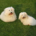 Coton de Tulear