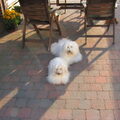 Coton de Tulear