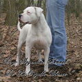 Dogo Argentino