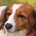 Kooikerhondje