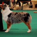 Australian Shepherd