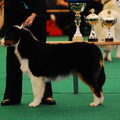 Australian Shepherd