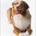Australian Shepherd