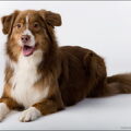 Australian Shepherd