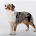 Australian Shepherd