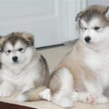 Alaskan Malamute