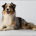 Australian Shepherd