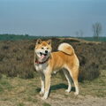 Akita Inu