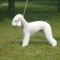 Bedlington Terrier