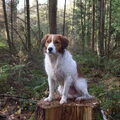 Kooikerhondje