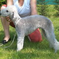 Bedlington Terrier
