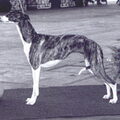 Whippet
