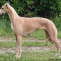 Whippet