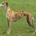 Whippet