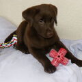 Labrador