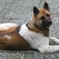 Great Japanese Dog