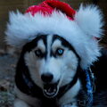 Koda lag buiten, toen ik een poging trachtte een foto voor de kerstkaart te maken. De blik van Koda spreekt voor zich ;).