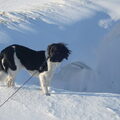 Stabyhoun