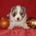 Australian Shepherd