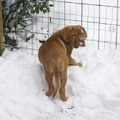 Bordeauxdog