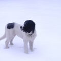 Landseer