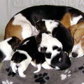 Beagle