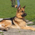 Duitse Herder