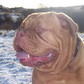 Bordeauxdog