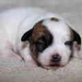 Jack Russell Terrier