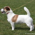 Jack Russell Terrier