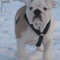 Engelse Bulldog