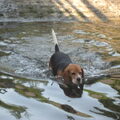 Beagle