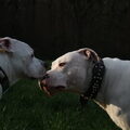 Dogo Argentino