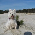 West Highland White Terrier